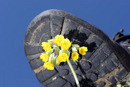 06-3454 Boot about to Crush Cowslip Flower.